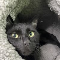 Photo of Timmy (Bonded With Charlie)