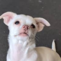 Photo of Dobby