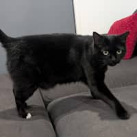 Photo of Tiger And Sock