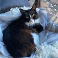 Photo of Whiskers 