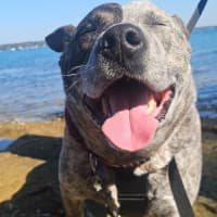 Photo of Odin   4 Year Old Cattle Dog