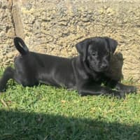 Photo of Kringle