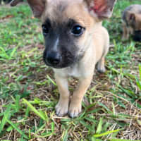 Photo of Humphrey (Nugget)