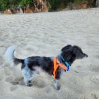 Photo of Charlie   9 Year Old Silky Terrier X