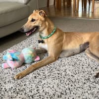 Photo of Bob, The Greyhound