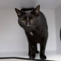 Photo of Boo