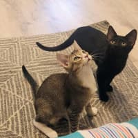 Photo of Blossom   In Foster Care In Glenroy