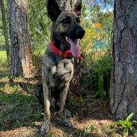Photo of Rambo