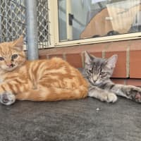 Photo of Captain! 🏴‍☠️ 