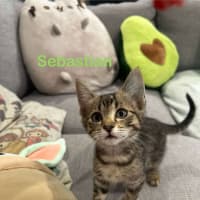 Photo of Sebastian