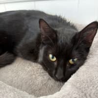 Photo of Black Betty