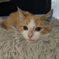 Photo of Breen Junior