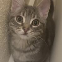 Photo of Shadow
