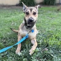 Photo of Roo