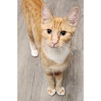 Photo of 11839   Midge