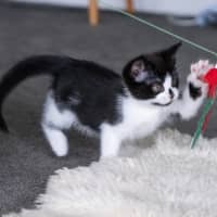 Photo of Pingu