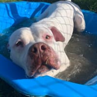 Photo of Possum   64038