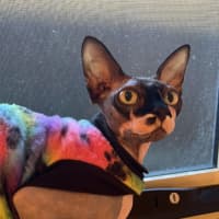 Photo of Rogue
