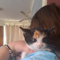 Photo of Snapper (K53)