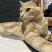 Photo of Simba   In Foster Care In Coburg