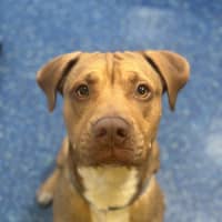 Photo of Ace