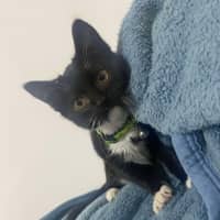 Photo of Kiki