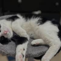 Photo of Little Chloe