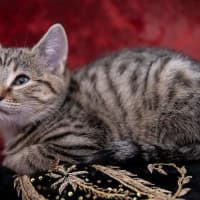 Photo of Loki