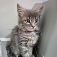 Photo of Misty