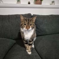 Photo of Violet