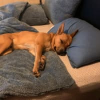Photo of Tyson   10 Month Old Cattle Dog X German Shepherd