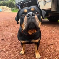 Photo of Marshmallow