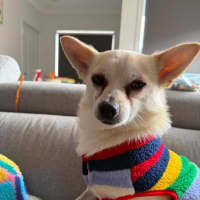 Photo of Snoopy