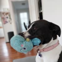 Photo of Jazzie *$150 Adoption Fee*