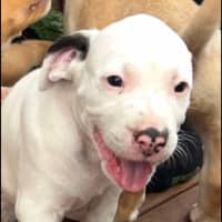 Photo of Spot 