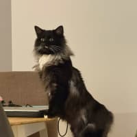 Photo of Radagast   In Foster Care In South Yarra