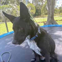 Photo of Kelcee *$350 Adoption Fee*