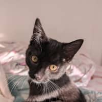 Photo of Bandit Meet Me@Petstock Hastings