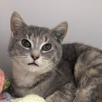 Photo of Mint