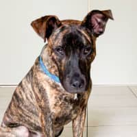 Photo of Scoobie 