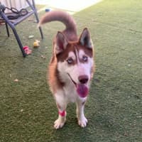 Photo of Loki