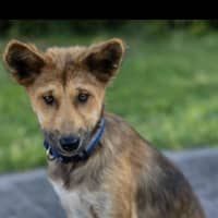 Photo of Heli   6 Month Old Dingo X (Trial 29/12)