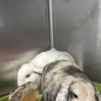 Photo of Snowy & Coco