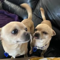 Photo of Coco & Cashew   4 & 2 Year Old Chihuahuas