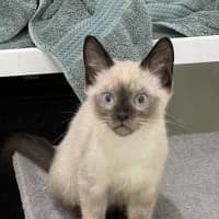 Photo of Milo