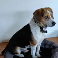 Photo of Burnie