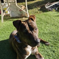 Photo of Duke 