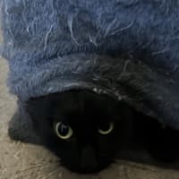 Photo of Nova