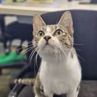 Photo of Nessa