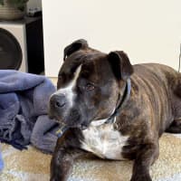 Photo of Sugar